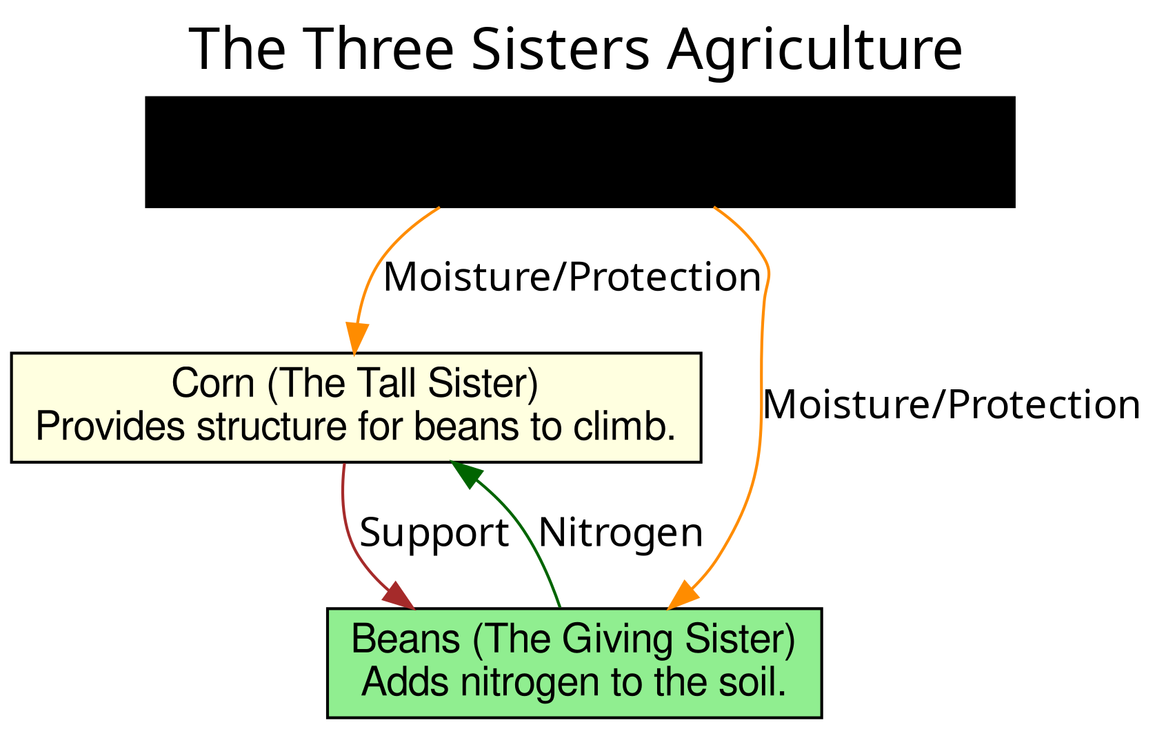 Figure 2: A diagram showing how the Three Sisters—Corn, Beans, and Squash—help each other grow.