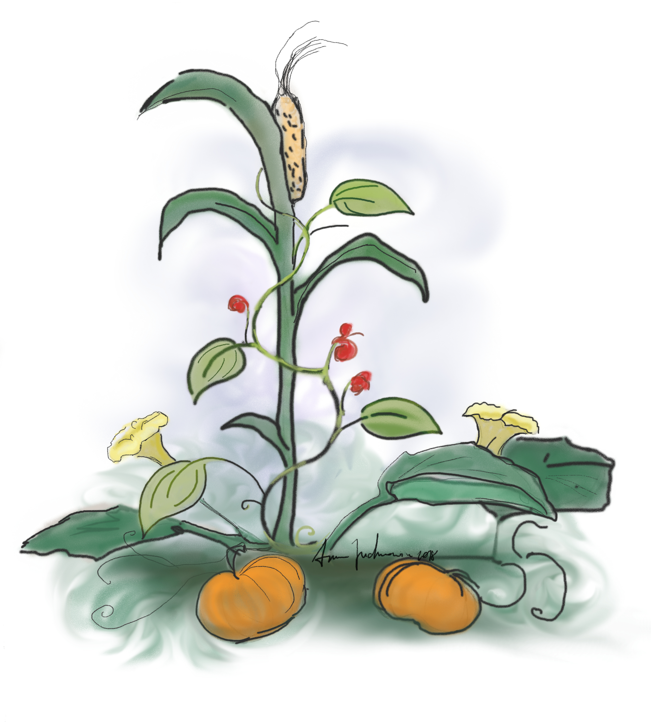 Figure 1: The "Three Sisters" agricultural technique featuring corn, beans, and squash growing together.