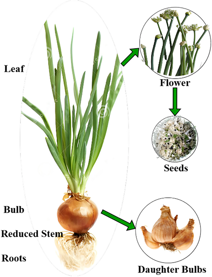 Figure 3: An onion bulb with roots, demonstrating reproduction through underground storage organs.