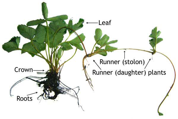 Figure 1: A strawberry plant spreading through runners (stolons) to create new clones.