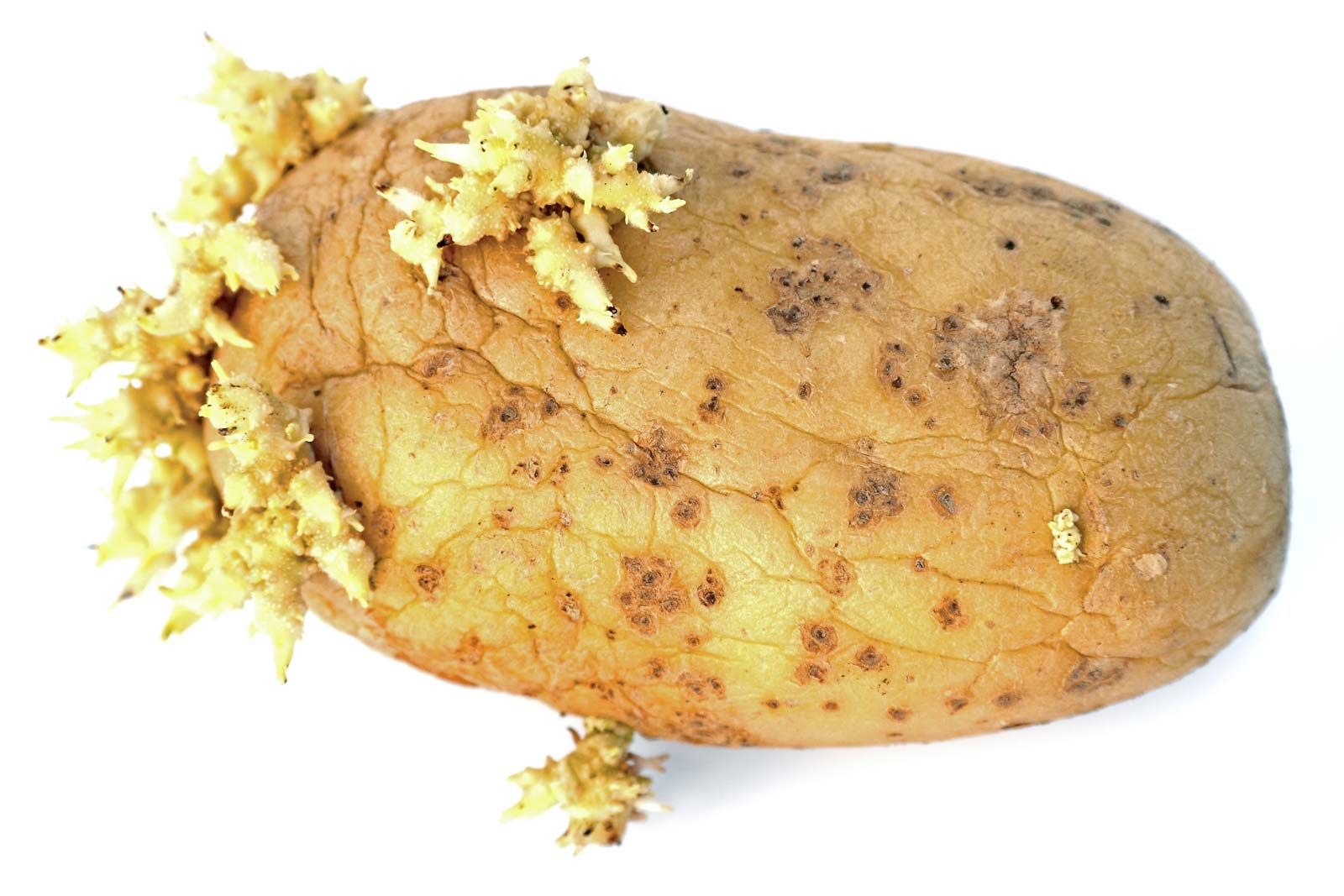 Figure 2: A potato showing "eyes" or sprouts which can grow into new plants.